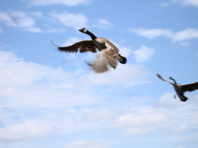 [geese+in+flight.jpg]