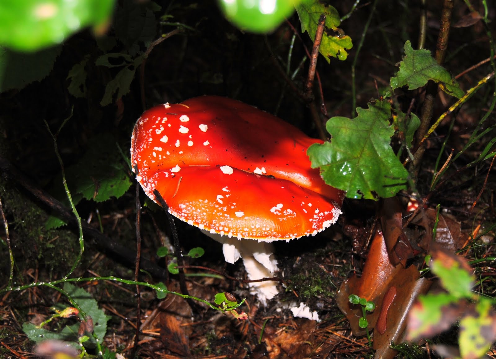 Tomtar Och Troll I Tomteskogen Fjant