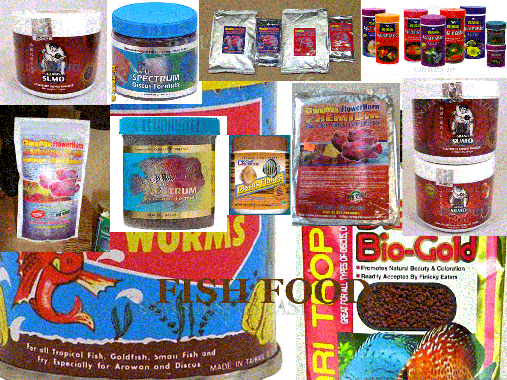 discus, flowerhorn, discus fish food, discus fish breeder, best discus