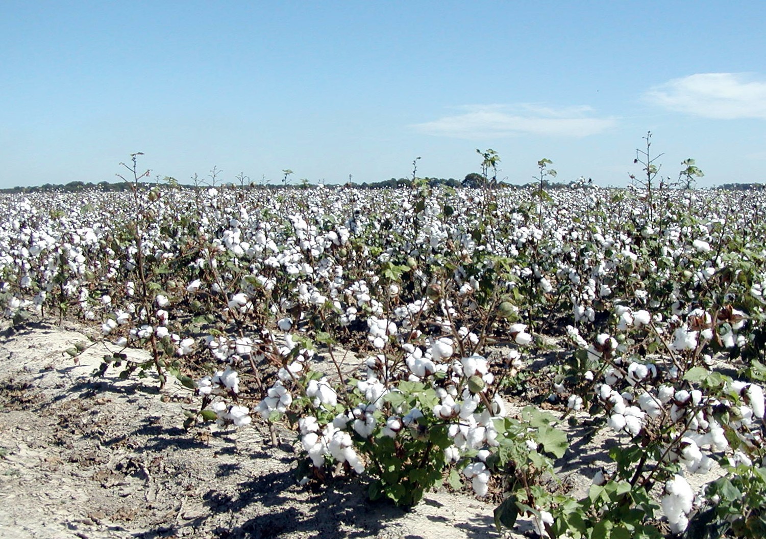 LagniappeA Little Something Extra DISCOVER LOUISIANA COTTON