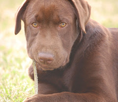 Our Chocolate Lab