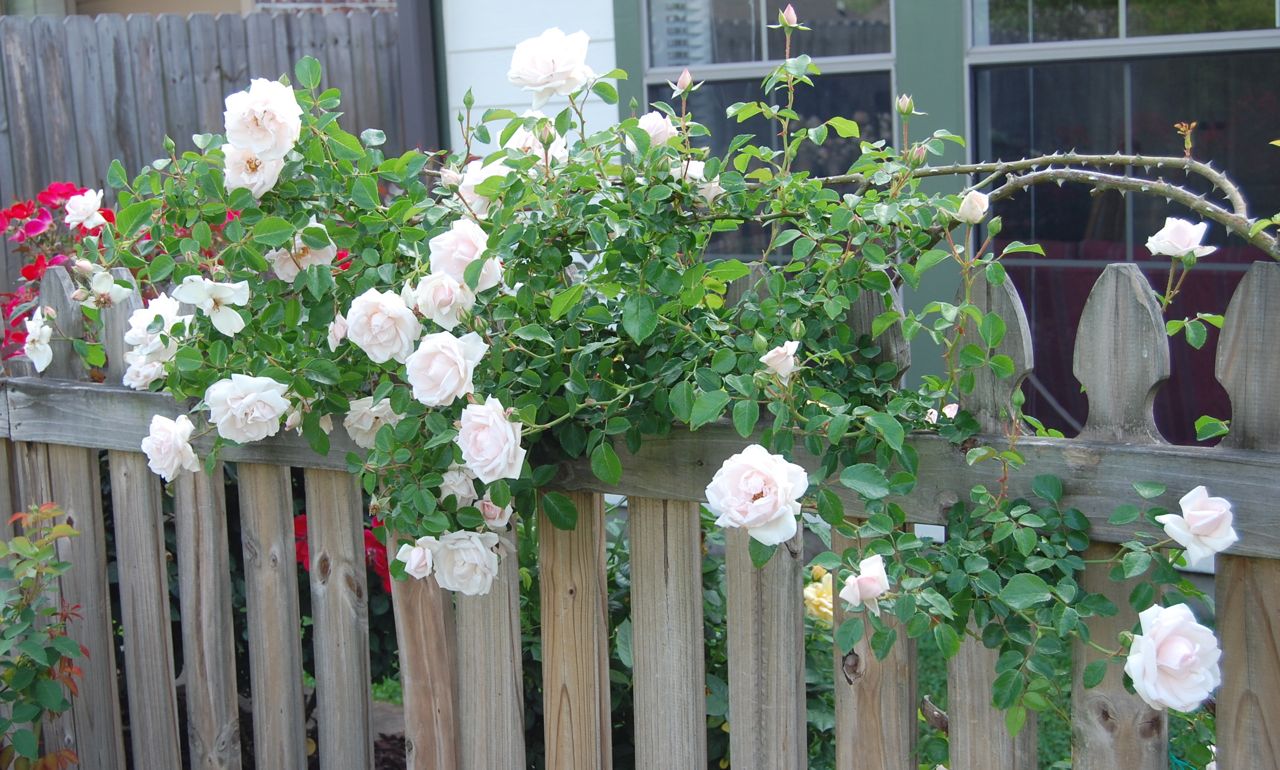 Jeannie's Fairy Rose Louisiana Garden New Dawn Climbing Rose