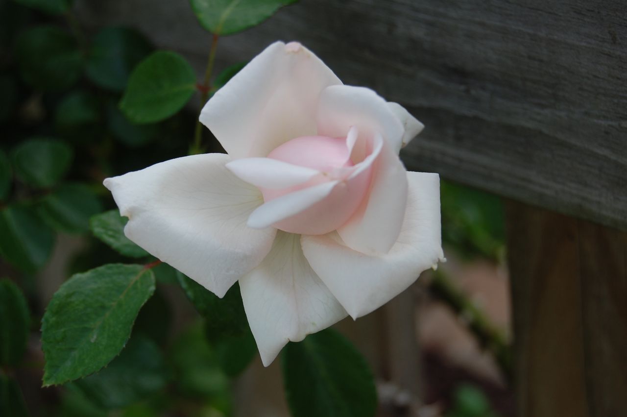 Jeannie's Fairy Rose Louisiana Garden New Dawn Climbing Rose