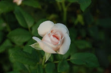 Heritage Rose