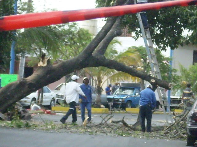 le%C3%B1a+del+arbol+caido.jpg