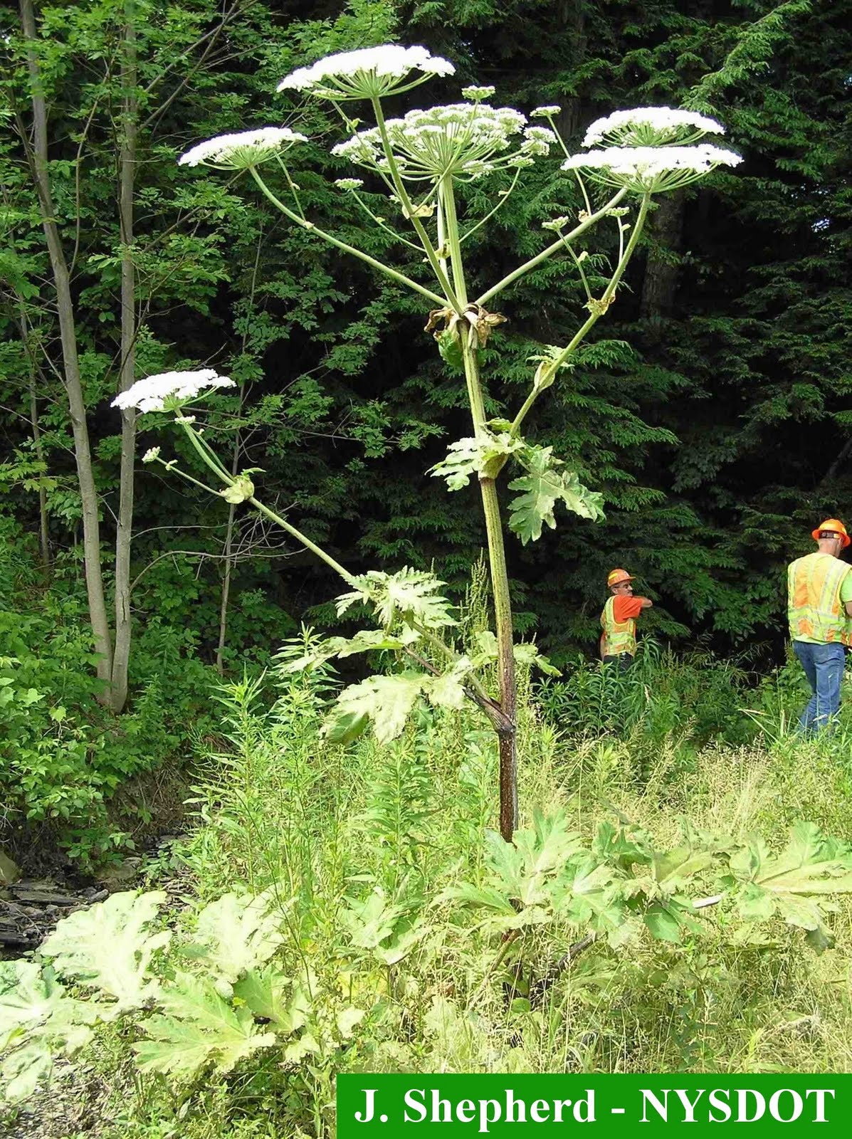 Welcome!: Noxious Giant Hogweed Plant, in Waterloo Region