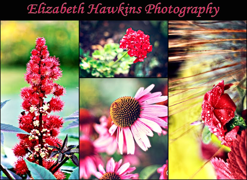 Elizabeth Hawkins Photography