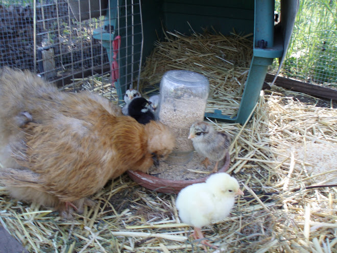Chicks and Henrieta, a good silkie hen who adopts and hatches chicks
