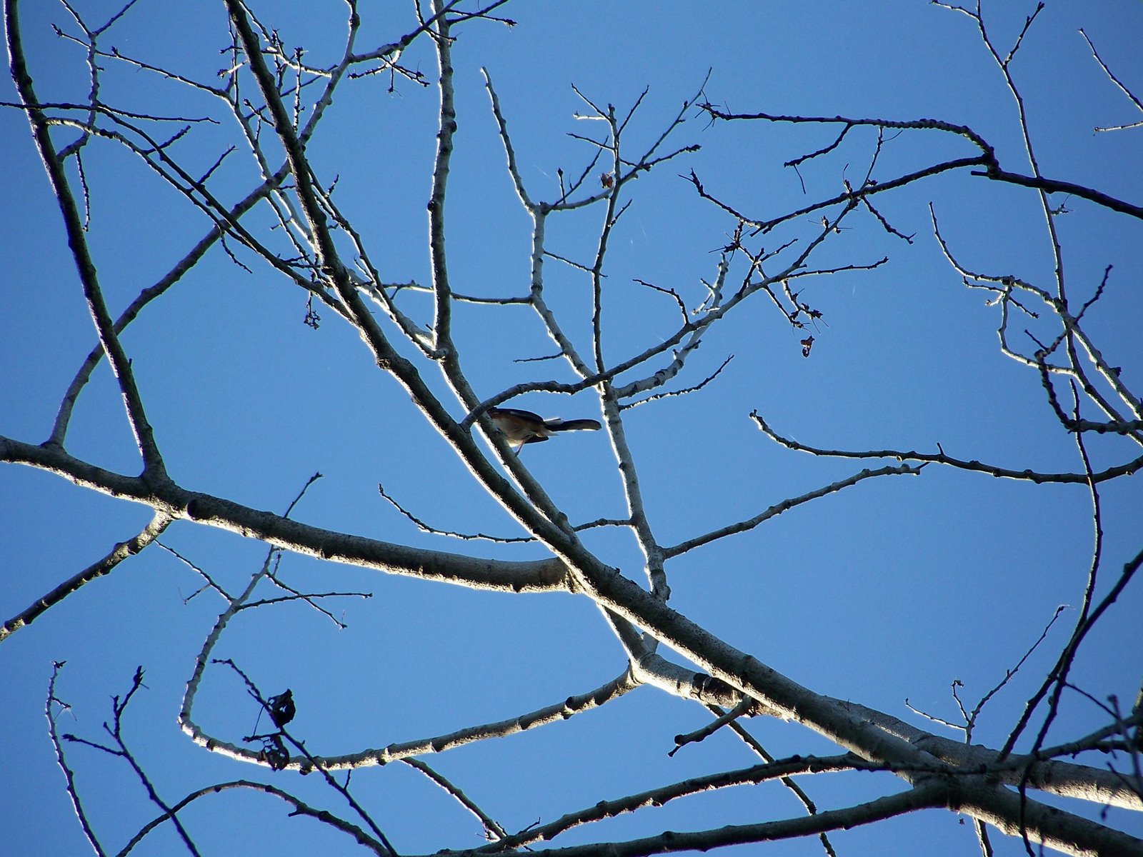 [Towhee+I+think+5-21-09+005.JPG]