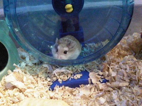 Rumah Hamster Keramik - Omong m