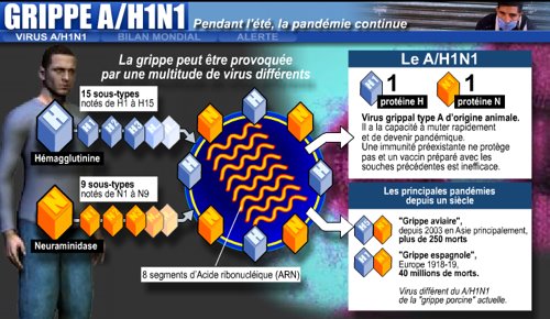 Le virus de la grippe A (H1N1)