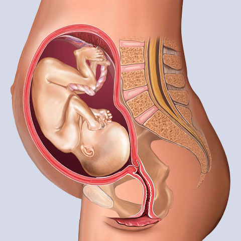Inside Pregnant Woman 118