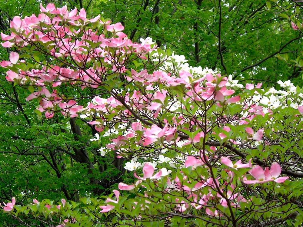 The Empty Nest Virginia Dogwood Season Revisited