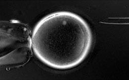Nasce o primeiro macaco com células estaminais embrionárias de