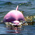 Il delfino rosa