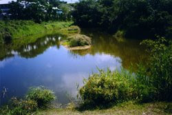 Bermuda Pond Cover Net.jpg Bermuda Pond Cover Net.jpg