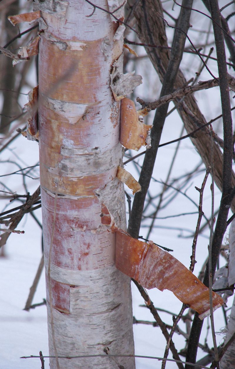 [birch+bark+closeup+2.jpg]