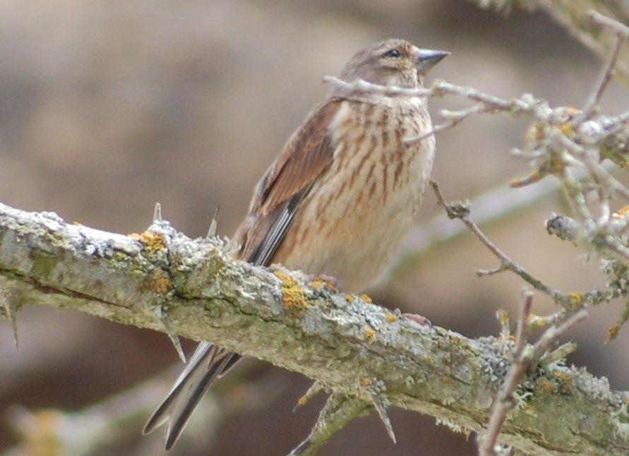 [Pintarrôxo-comum+(Carduelis+canabina)+(5).JPG]