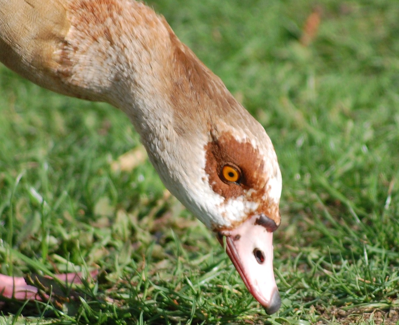 [Ganso-do-egipto+(4).JPG]