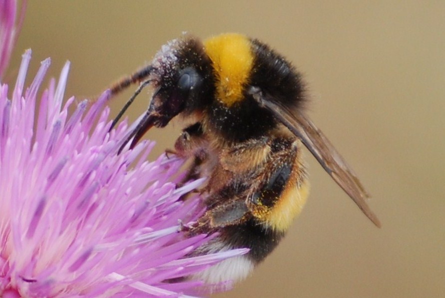 [Bombus+terrestris+L.+(2).JPG]