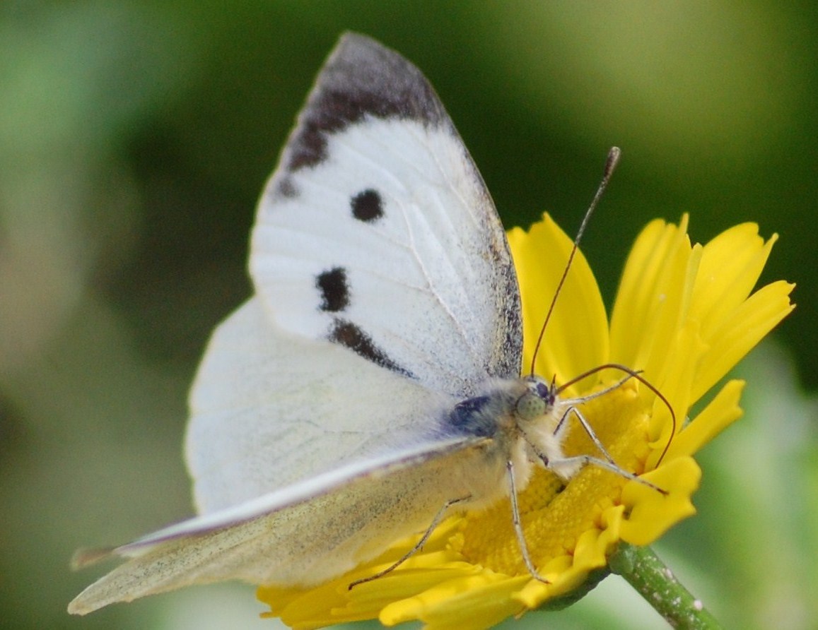 [Borboleta-da-couve+(Pieris+brassicae)+(7).JPG]