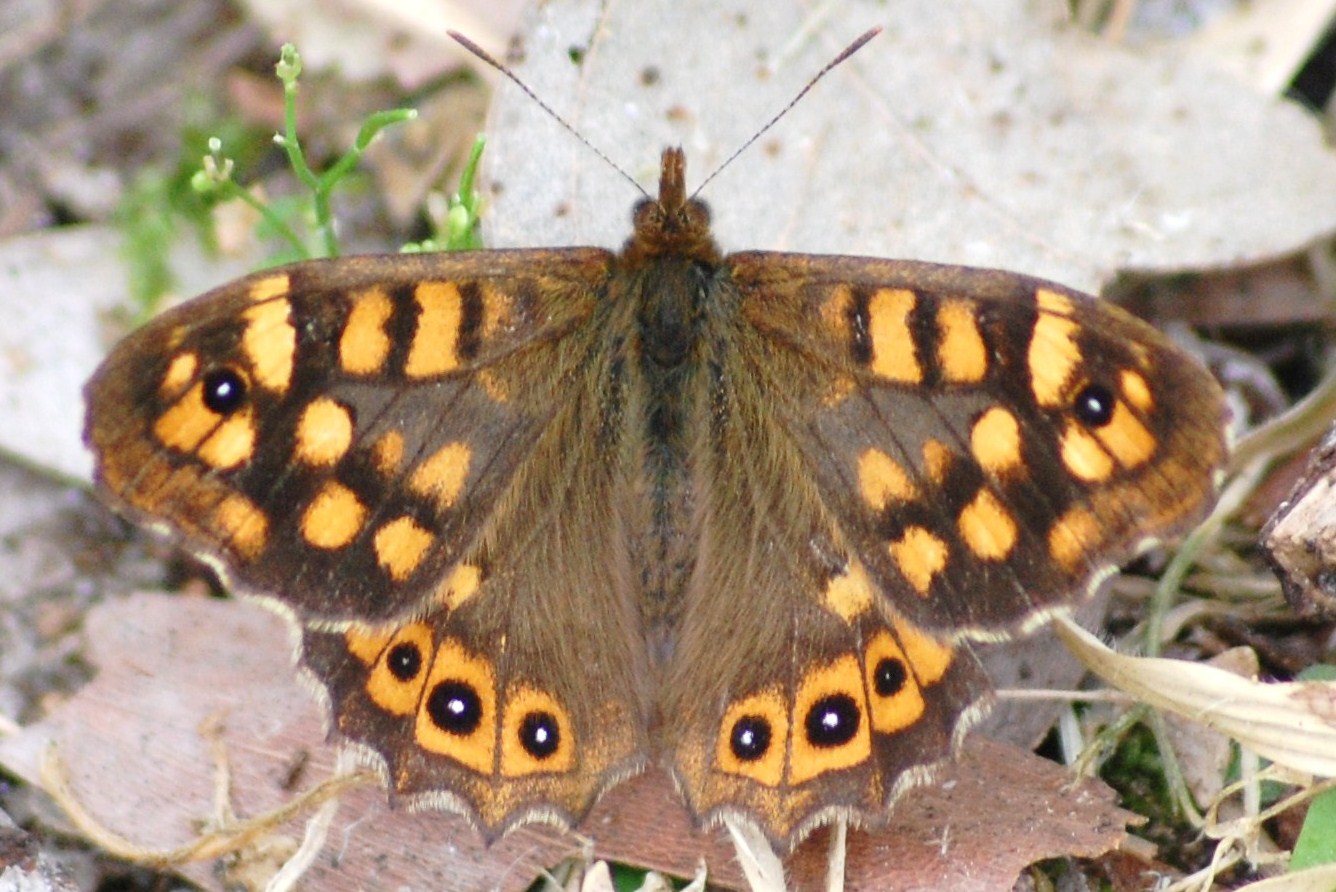 [Borboleta-malhadinha+(Pararge+aegeria+L.).JPG]