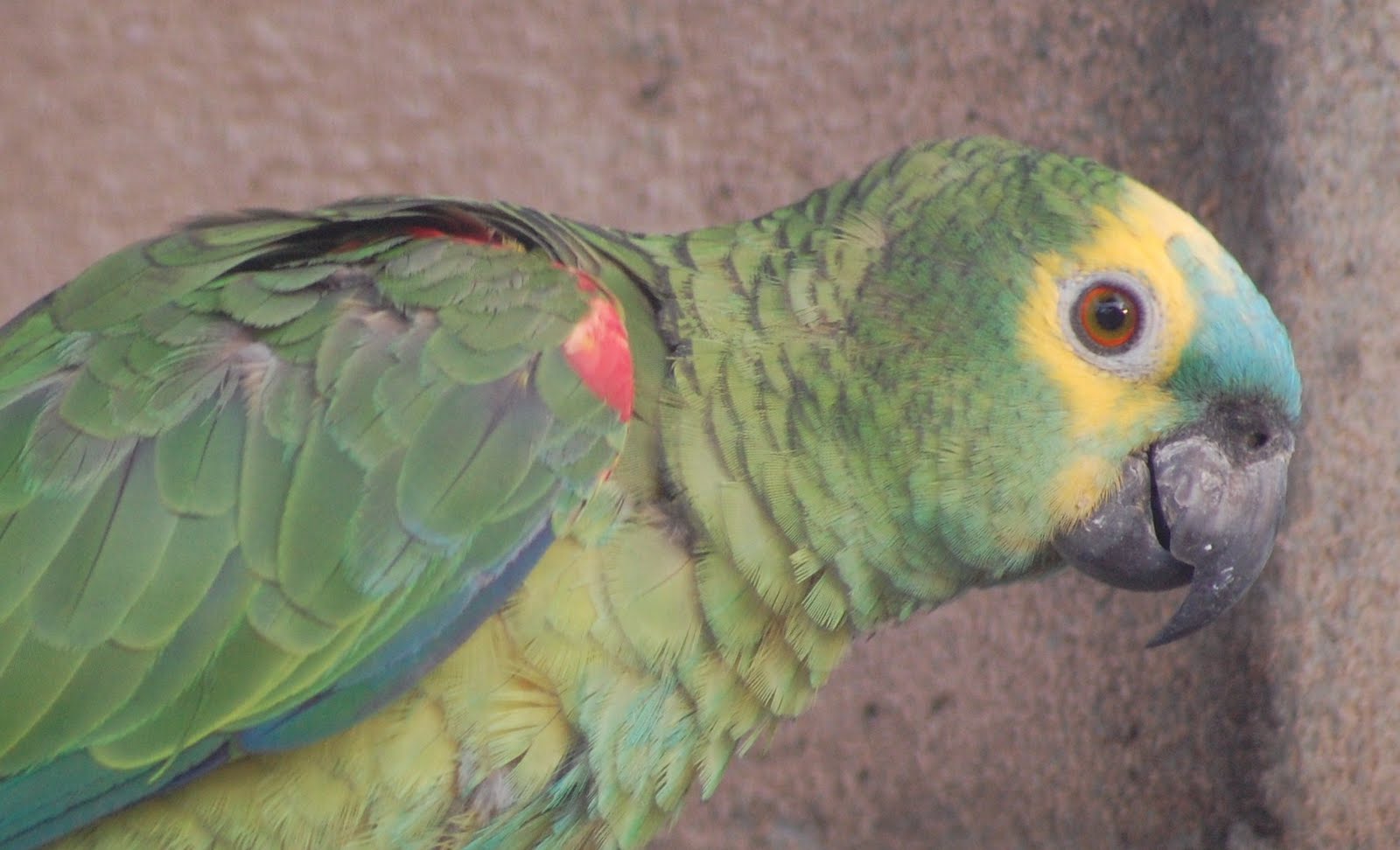 [Papagaio-de-fronte-azul+(6).JPG]