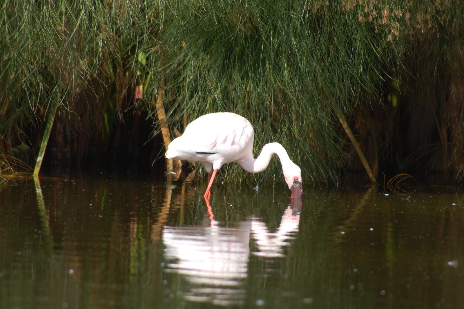 [Flamingo-pequeno+Phoenicopterus+minor+(3).JPG]