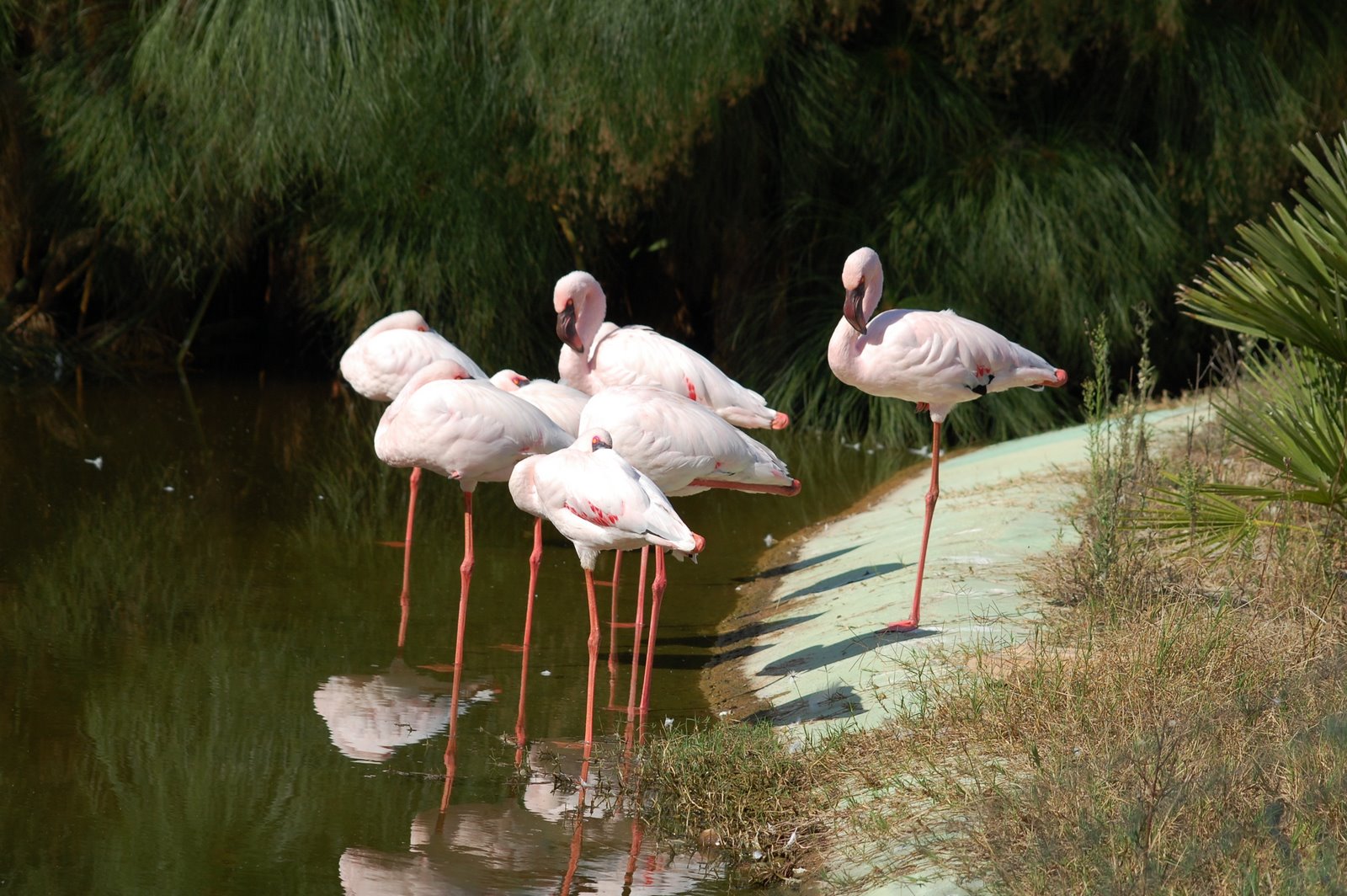 [Flamingo-pequeno+Phoenicopterus+minor+(5).JPG]