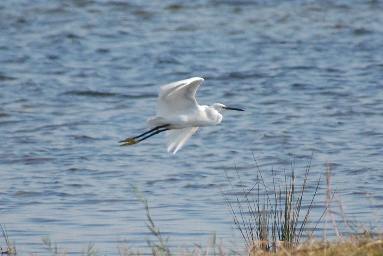 [Garça-branca-pequena+-+egretta+garzetta.JPG]