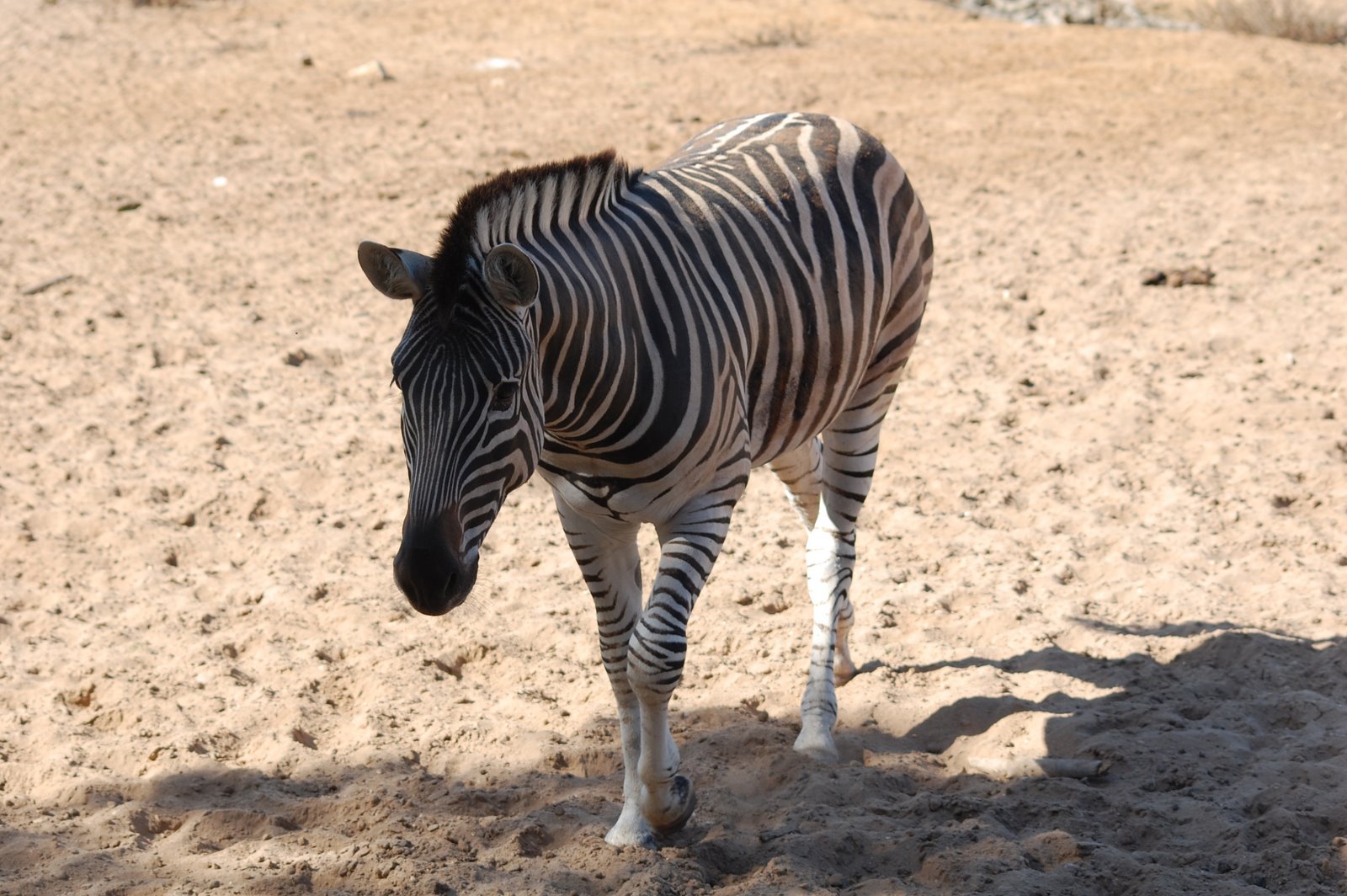 [Zebra-comum+-+zebras-das-planícies.JPG]