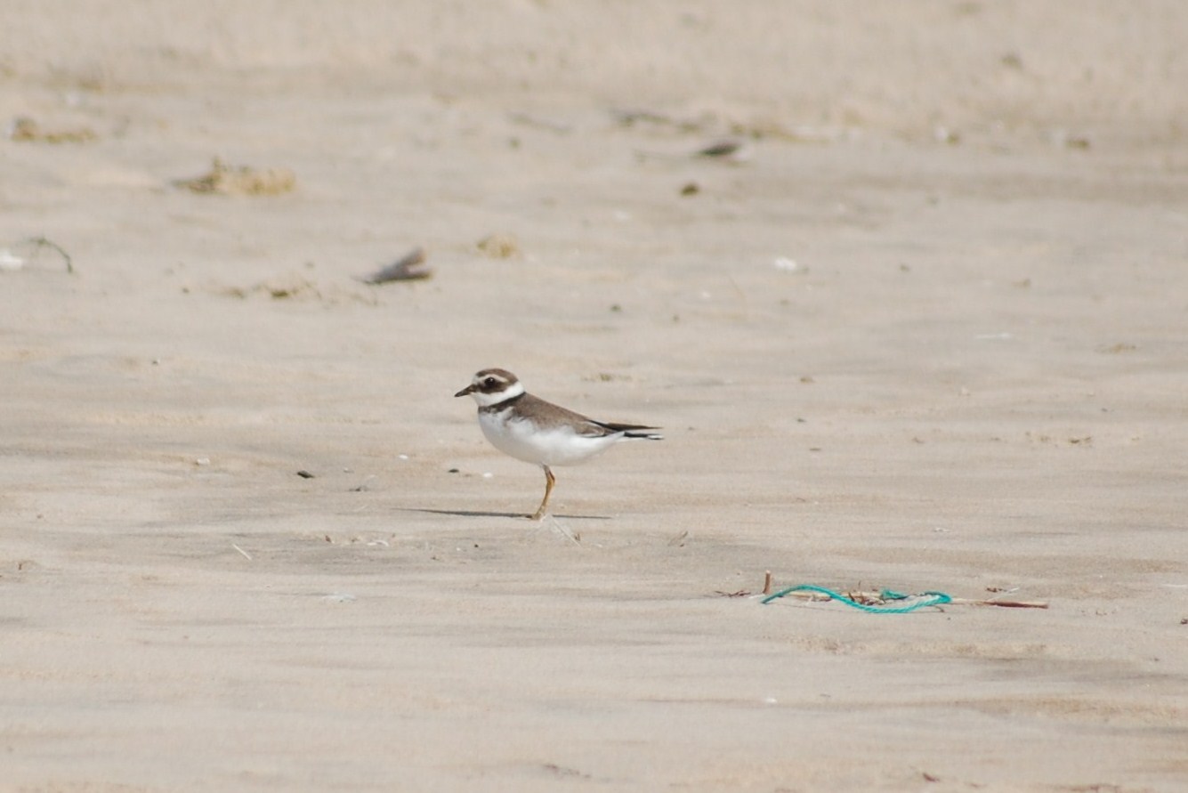 [Borrelho-pequeno-de-coleira+Charadrius+dubius.JPG]