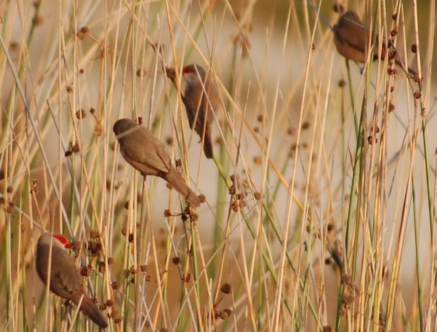 [Bico-de-lacre+Estrilda+astrild+(3).JPG]