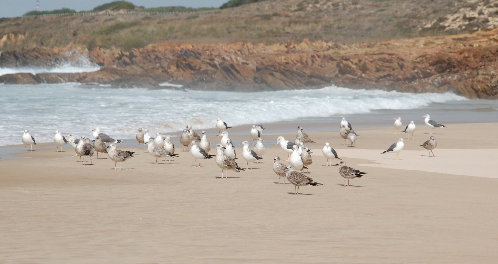 [gaivotas-de+asa-escura.JPG]