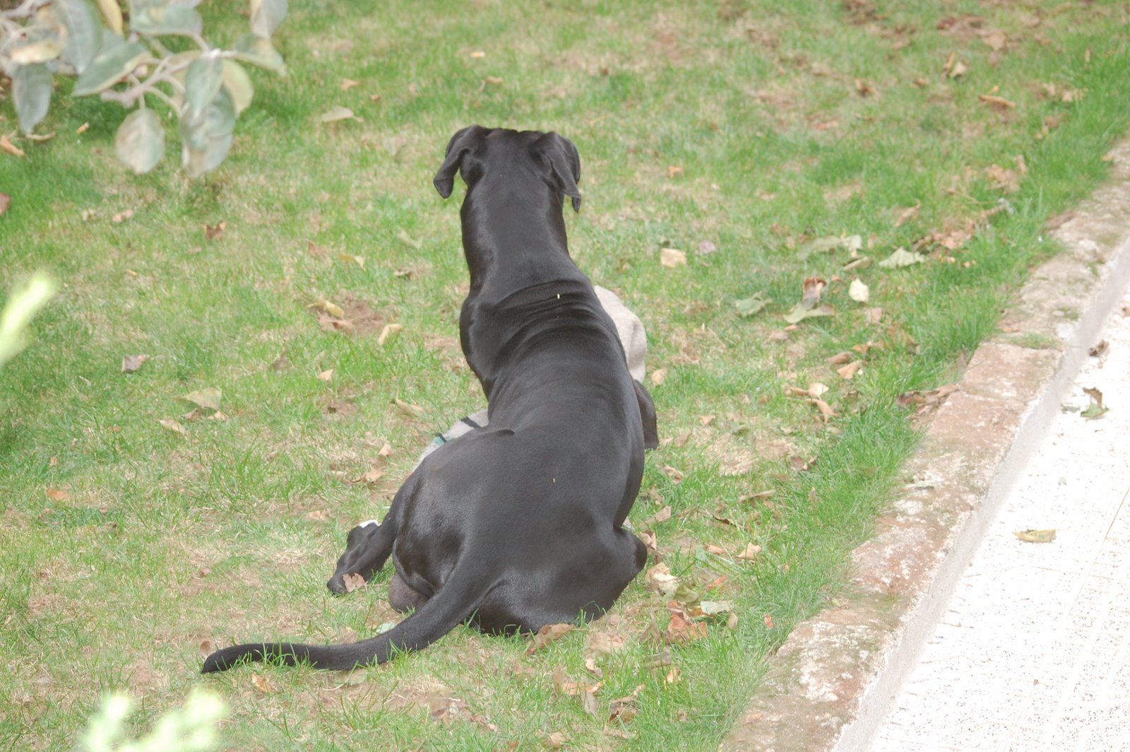 [Dogue+alemão+(2).JPG]