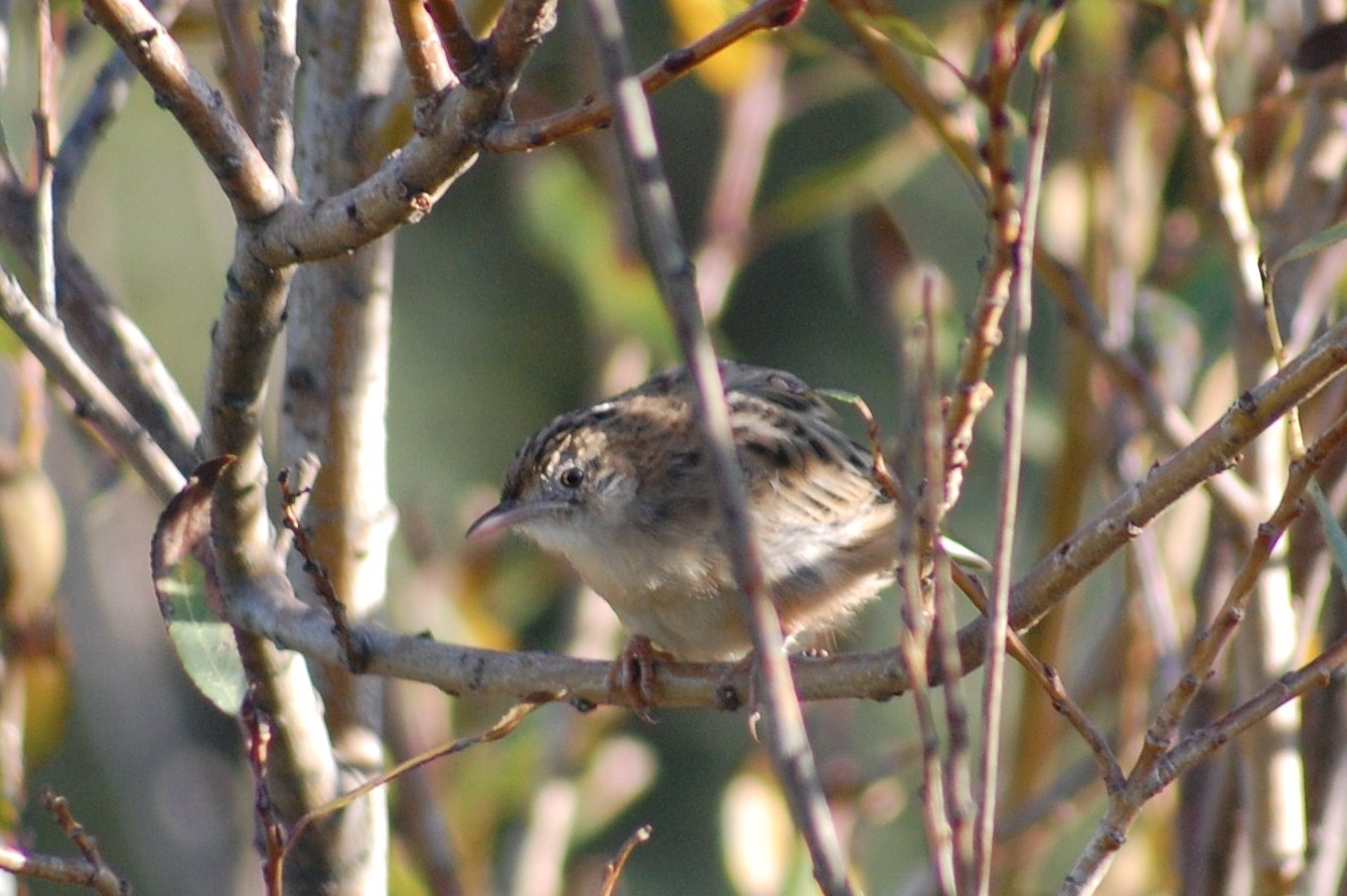 [fuinha-dos-juncos+cisticola+juncidis+(6).JPG]