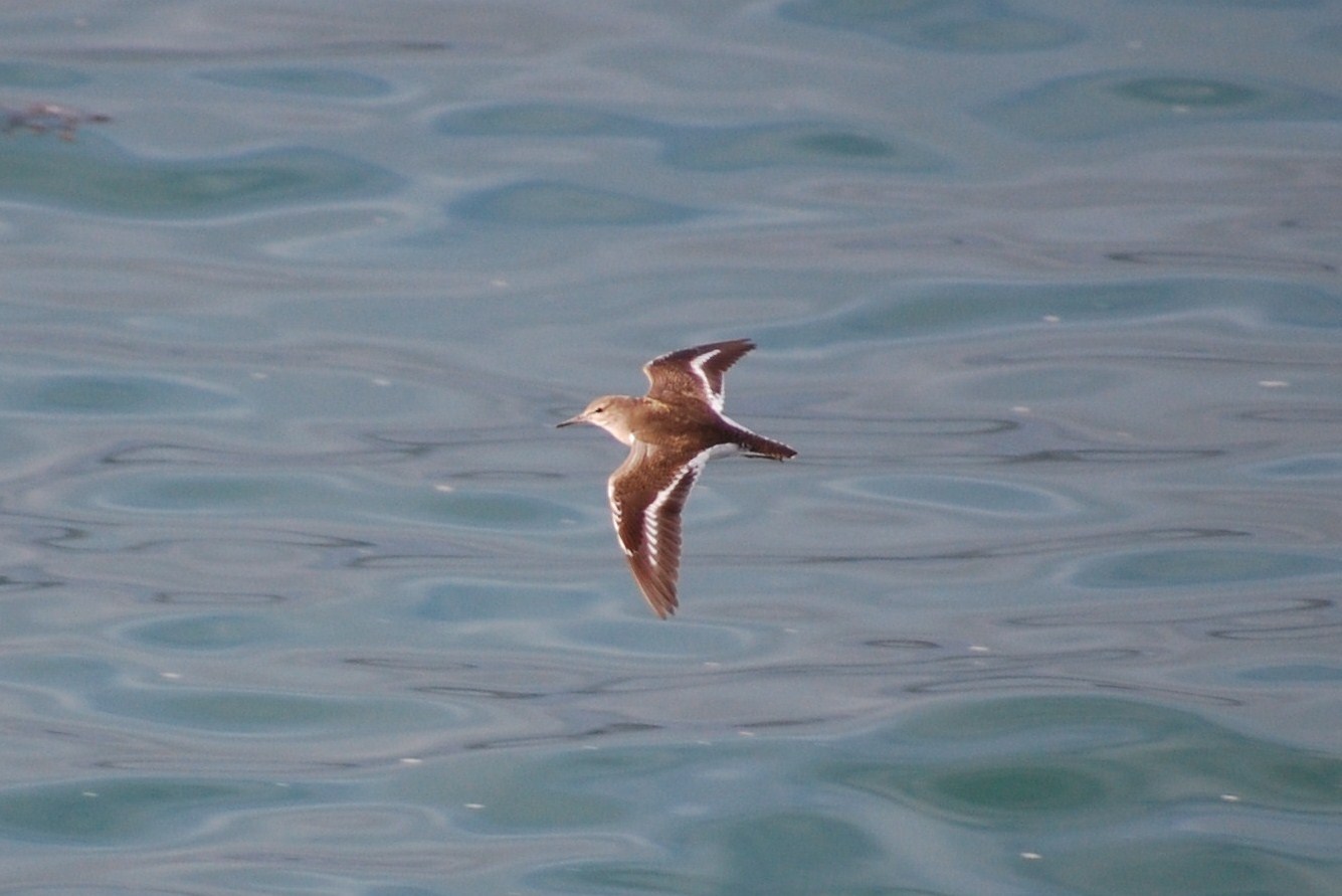 [maçarico-das-rochas+(39).JPG]