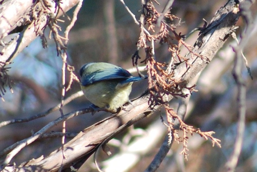 [Chapim-azul+(17).JPG]