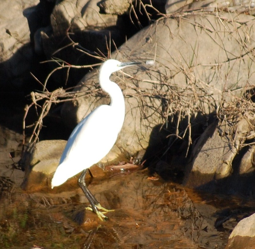 [Garça-branca-pequena+(21).JPG]