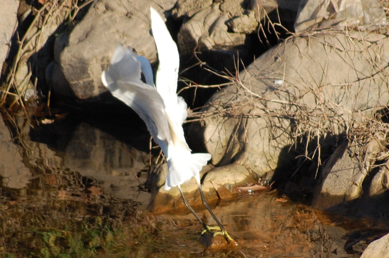 [Garça-branca-pequena+(22).JPG]