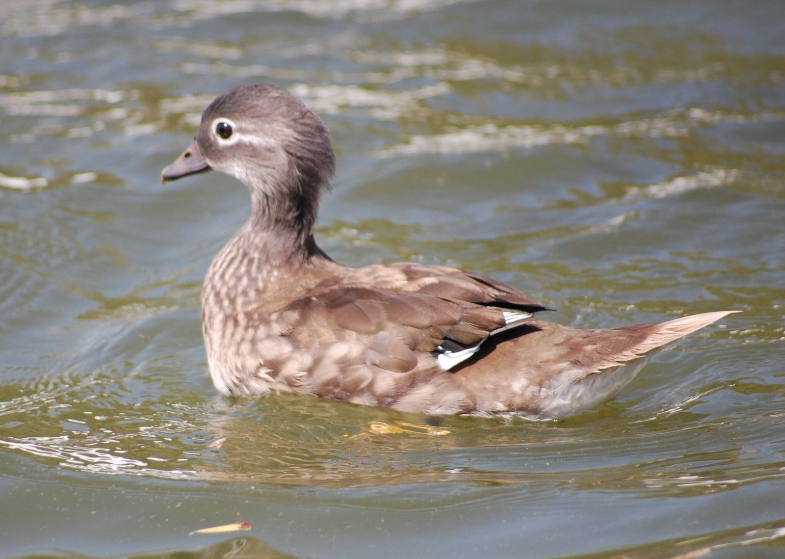 [Marreco-mandarim+(Fêmea)+(3).JPG]