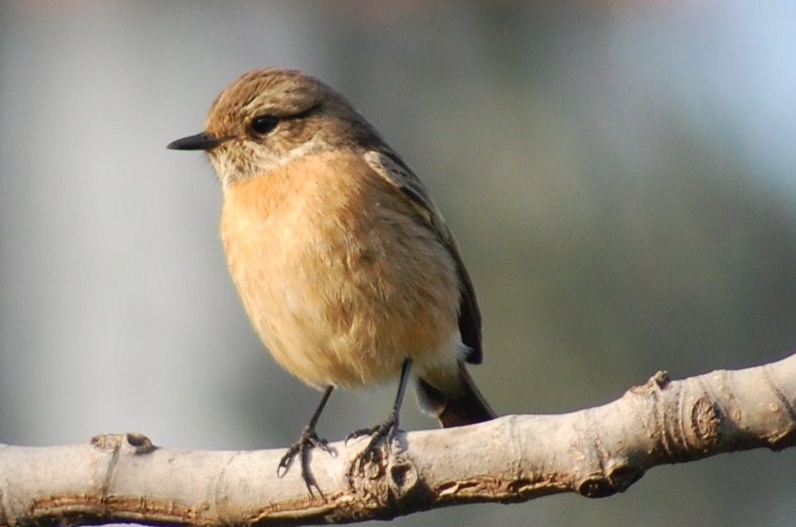 [cartaxo+(Fêmea)+(7).JPG]