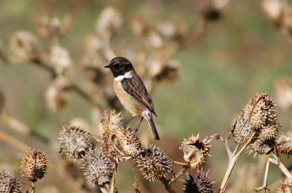 [cartaxo+macho+(34).JPG]