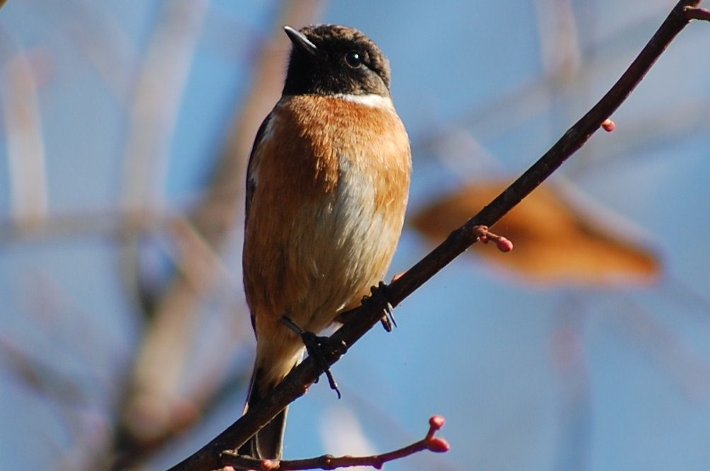 [cartaxo+macho+(58).JPG]