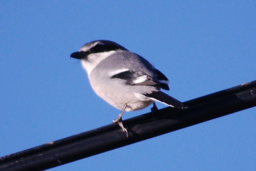 [Picanço-real+(6).JPG]