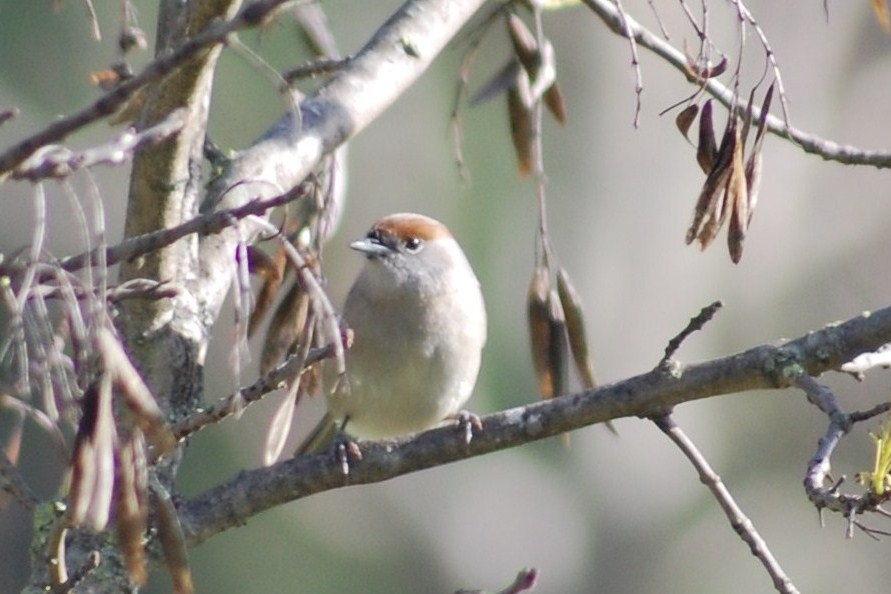 [Toutinegra-de-barrete+(Fêmea)+(4).JPG]