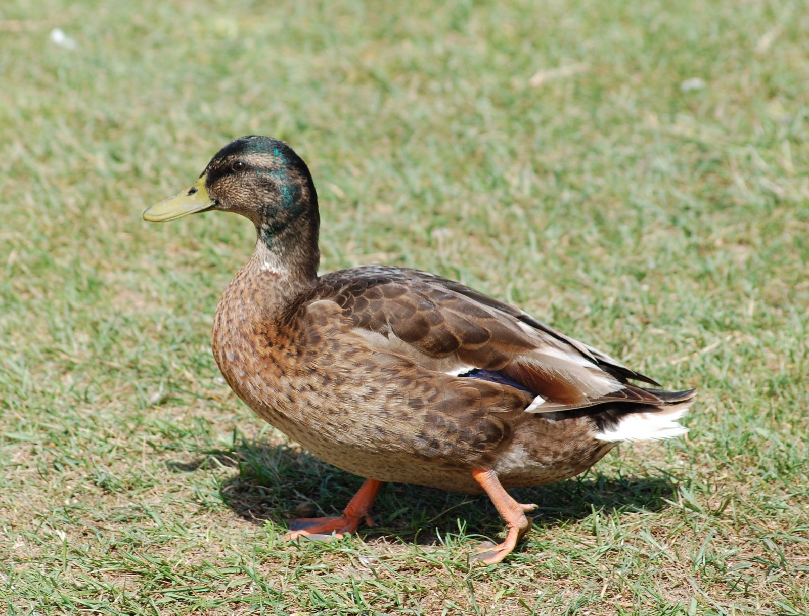 [pato-real+(Fêmea)+(5).JPG]