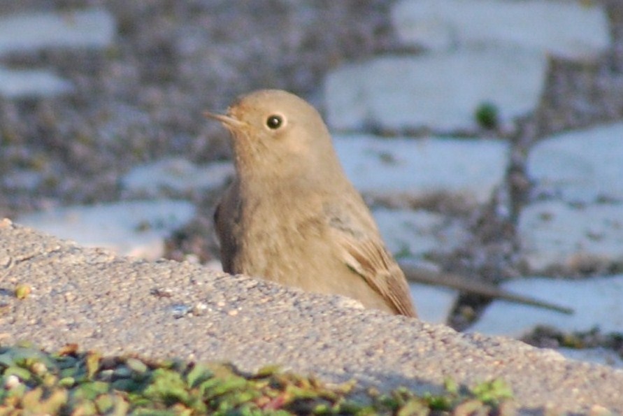 [rabirruivo+fêmea+(18).JPG]