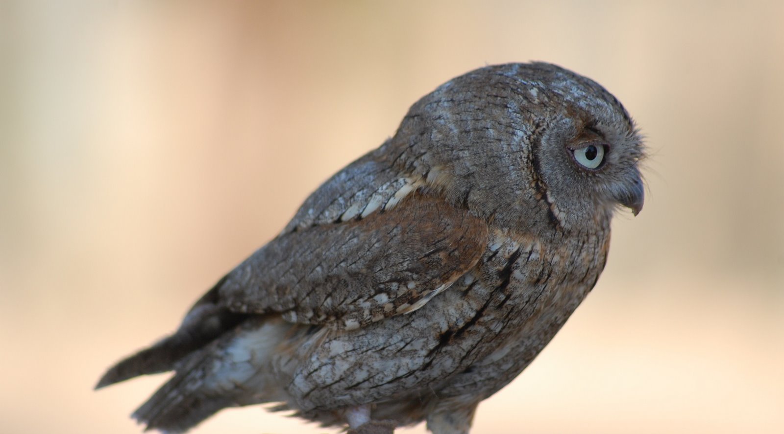 [Mocho-de-orelhas+-Otus+scops+(2).JPG]