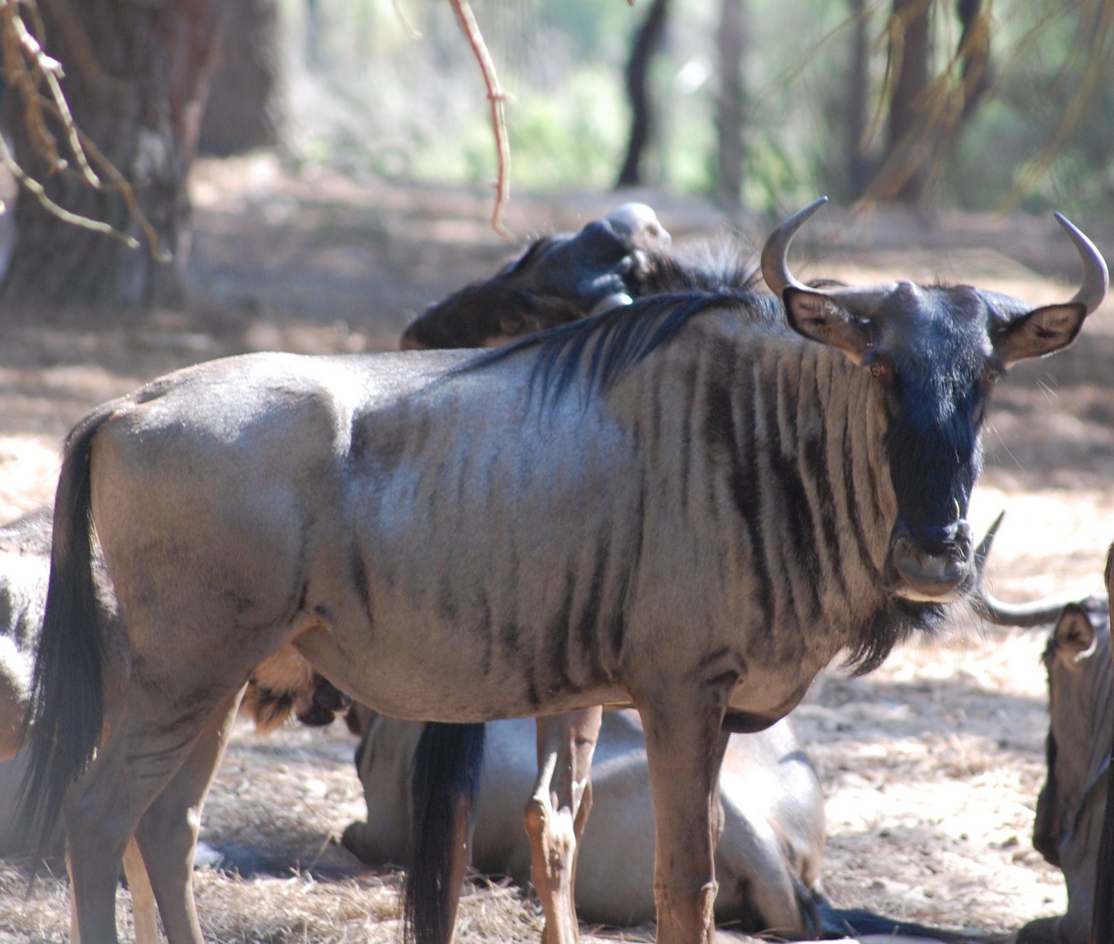 [Gnu-comum+Gnu+azul.JPG]